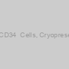 Human Cord Blood CD34+ Cells, Cryopreserved, single donorÂ 